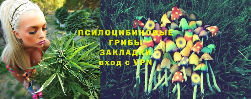 Псилоцибиновые грибы Psilocybe  Усть-Лабинск 